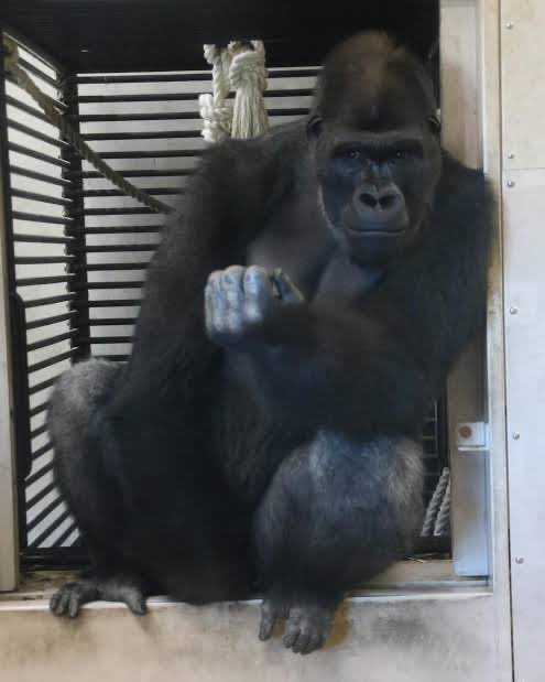 Adims SHOGUN アディムス将軍⚔️ tweet media