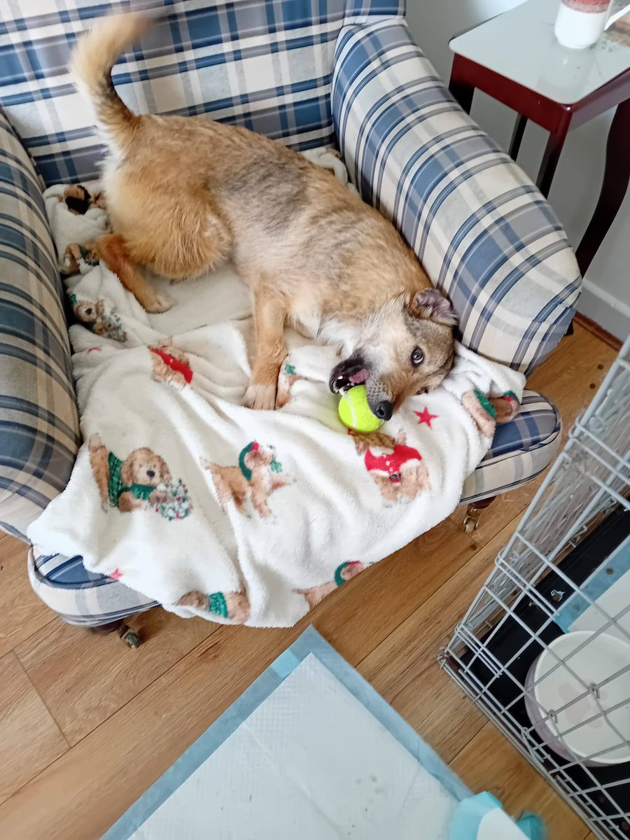 Pawprints to Freedom Rescue🐾 tweet media