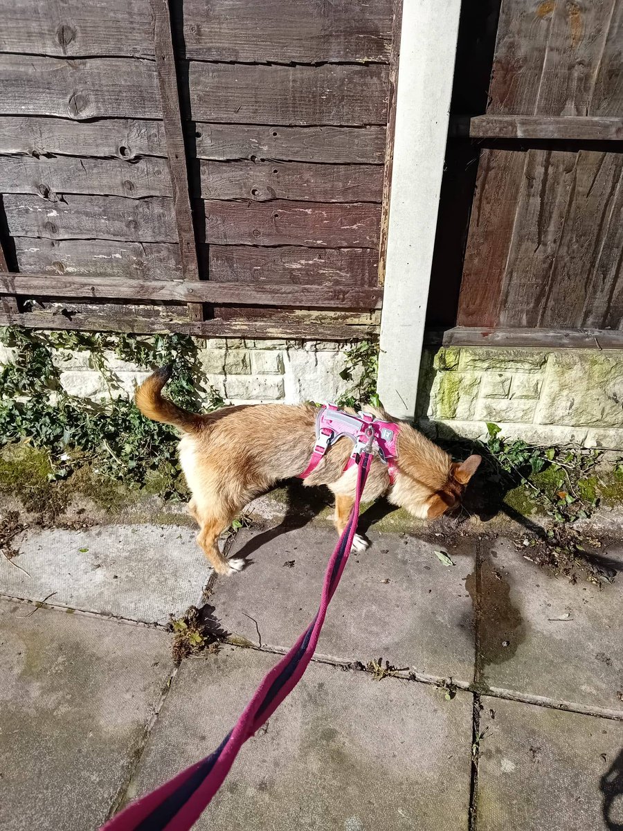 Pawprints to Freedom Rescue🐾 tweet media