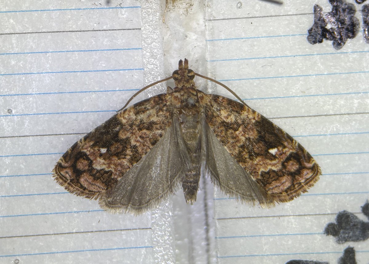 マノヒメハマキ Olethreutes manoi
構内のライトラにて