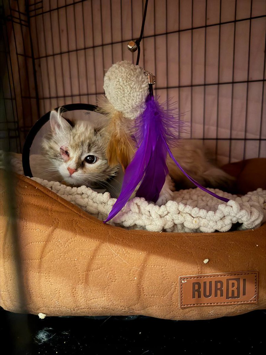 Попугай Геннадий tweet media