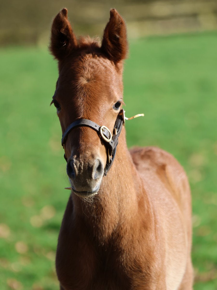 Horse Sphere tweet media