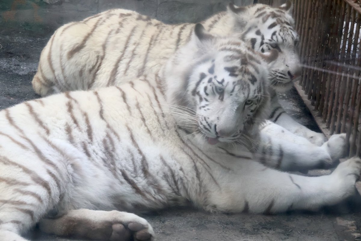 東武動物公園のホワイトタイガーコタとハク

仲良くお肉待ちです！！

#コタハク
#ホワイトタイガー
#東武動物公園

2026.3.28撮影