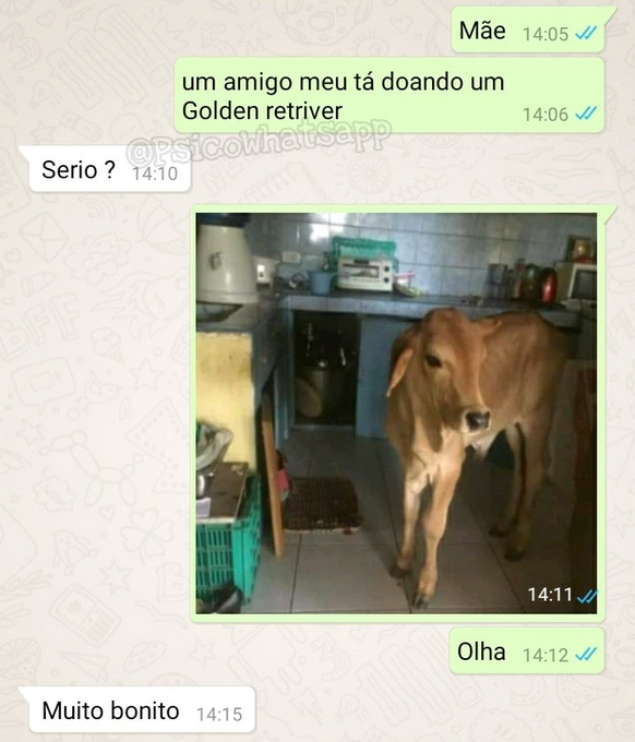 Traficante de Memes tweet media