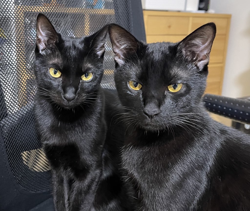 梅子の部屋【黒猫兄妹】 tweet media