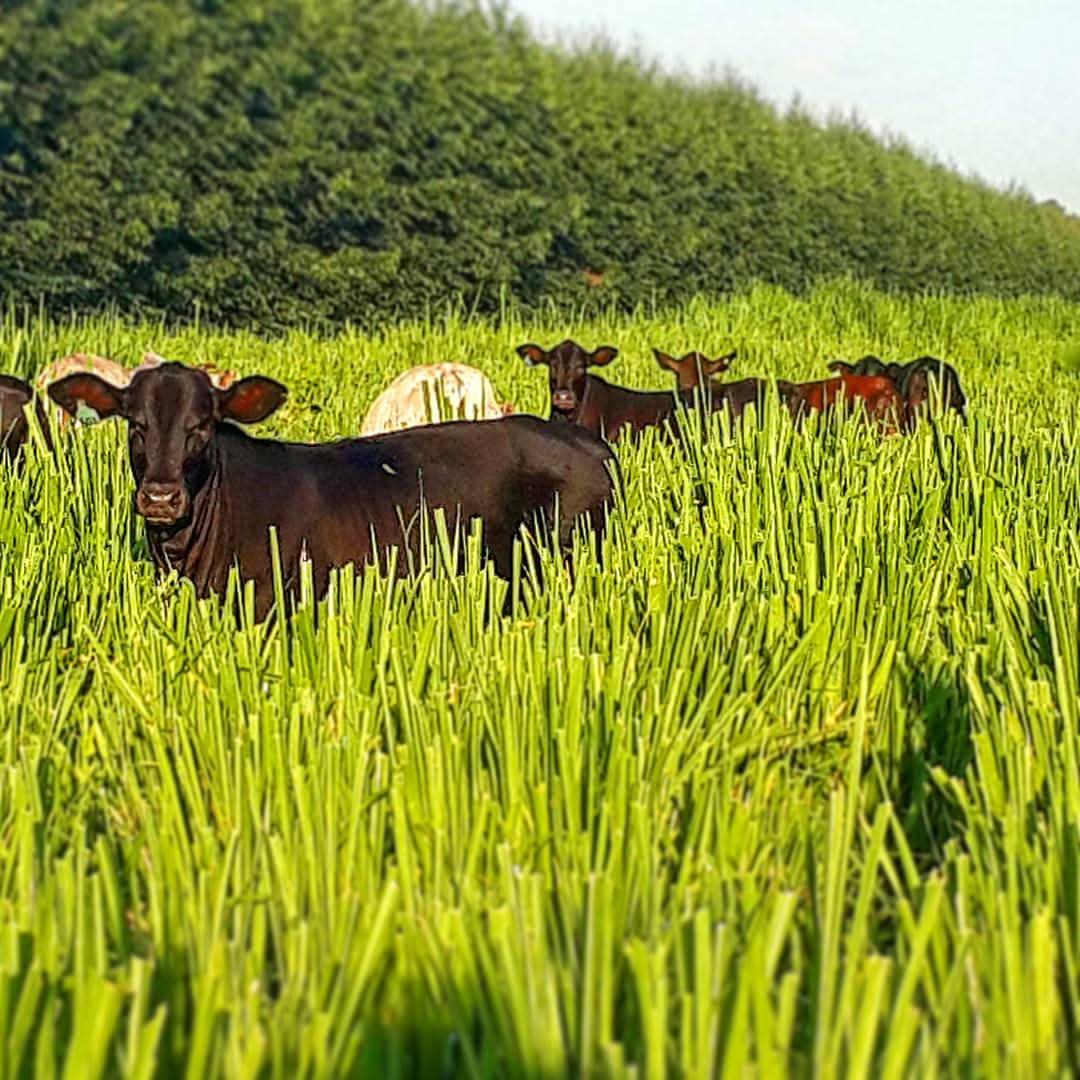 Pecuária Brasil 🐂🇧🇷 tweet media