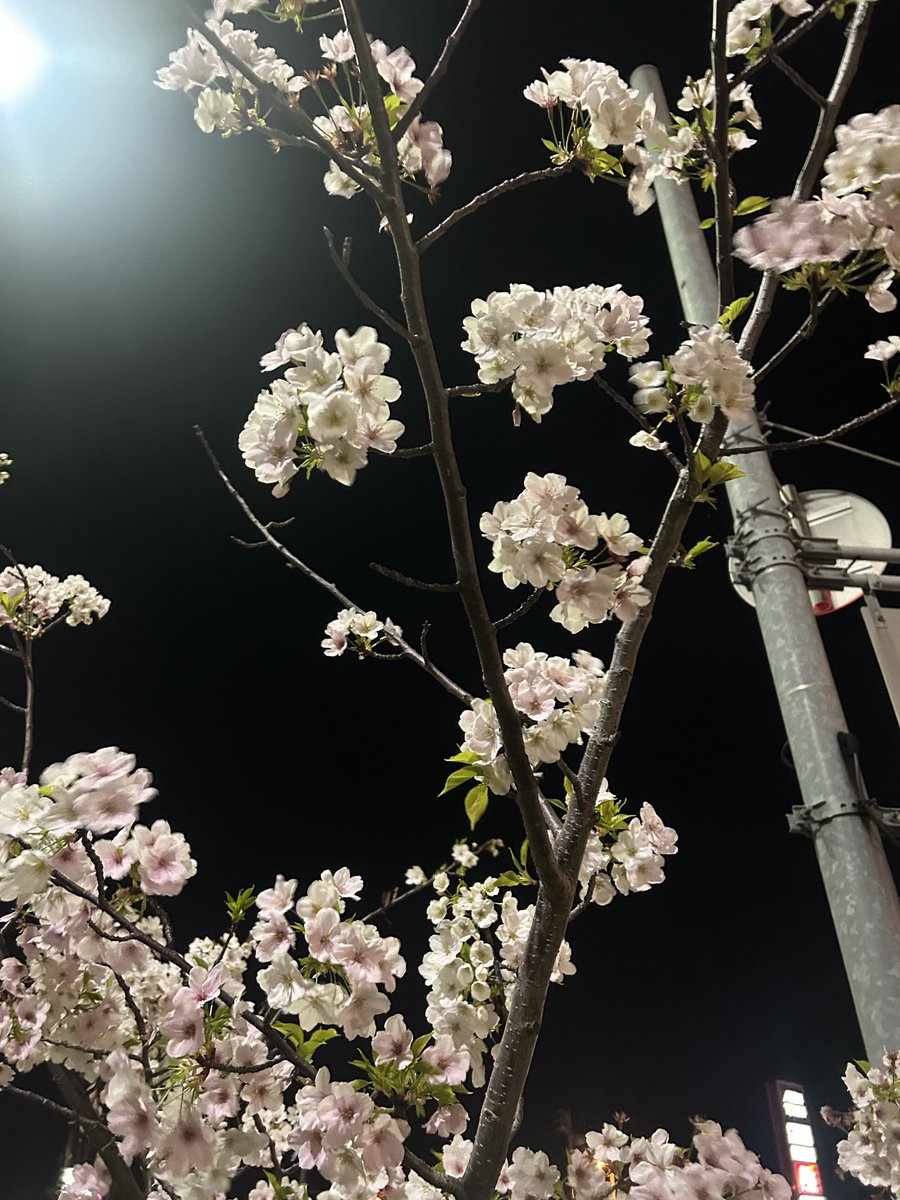 しょーちん/🌸💃👹🐝 tweet media