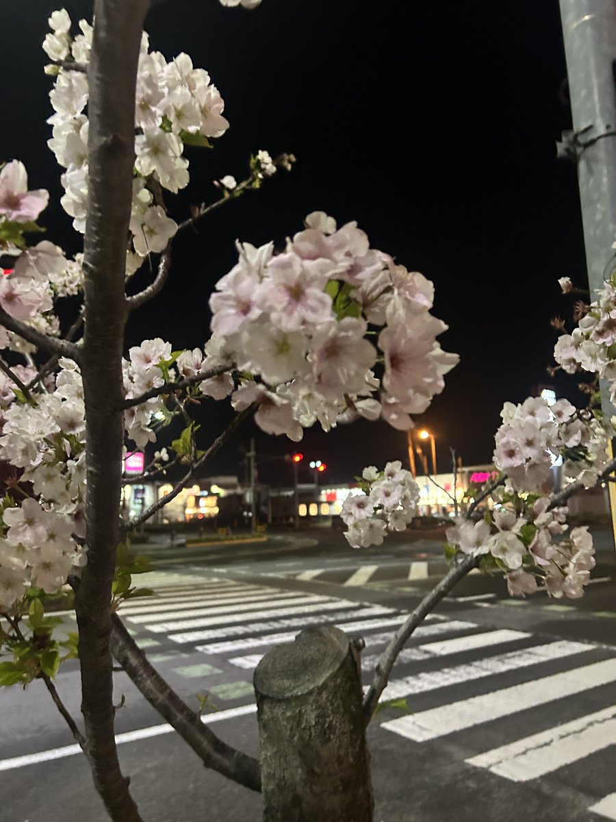 しょーちん/🌸💃👹🐝 tweet media