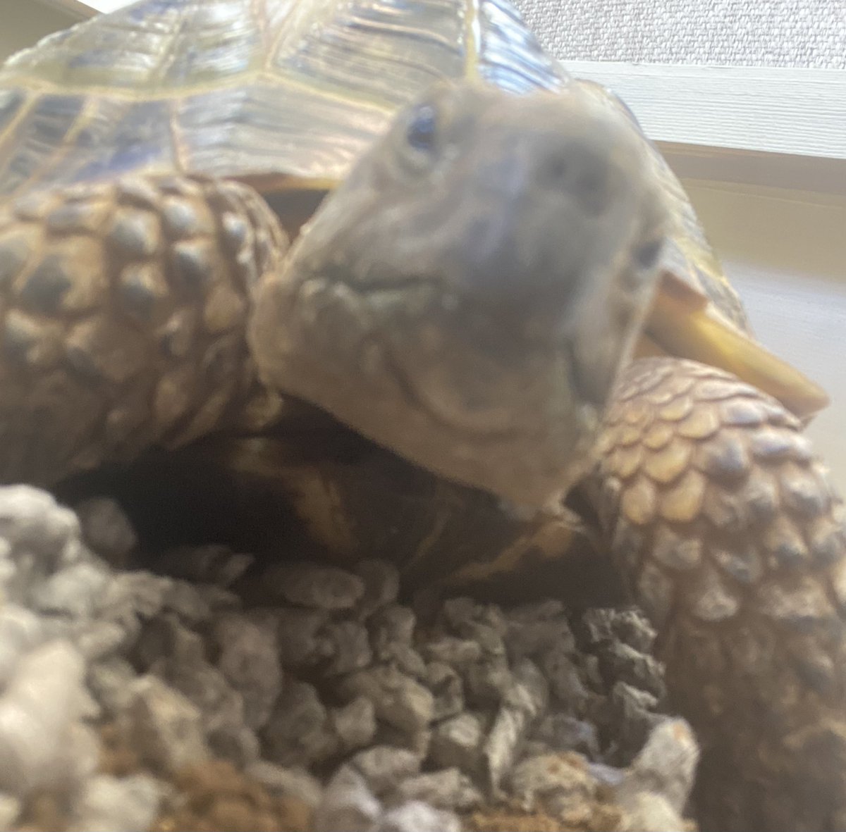 Albie the tortoise 🐢 tweet media