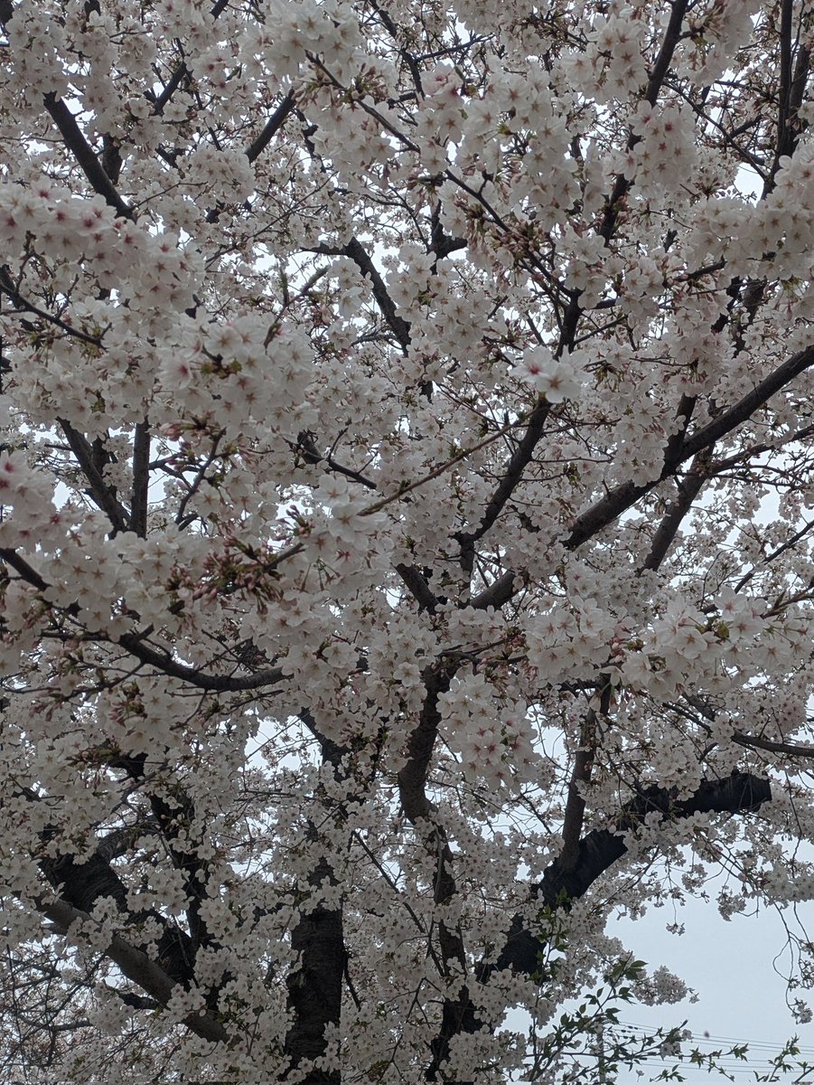 🍞🍎 tweet media