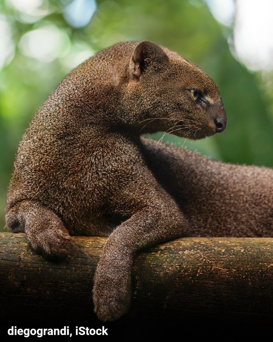 American Museum of Natural History tweet media