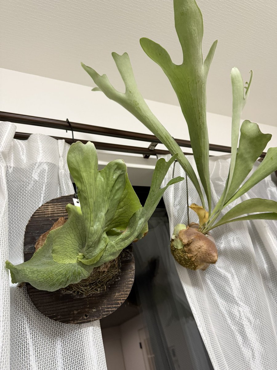 俺も買っちゃった