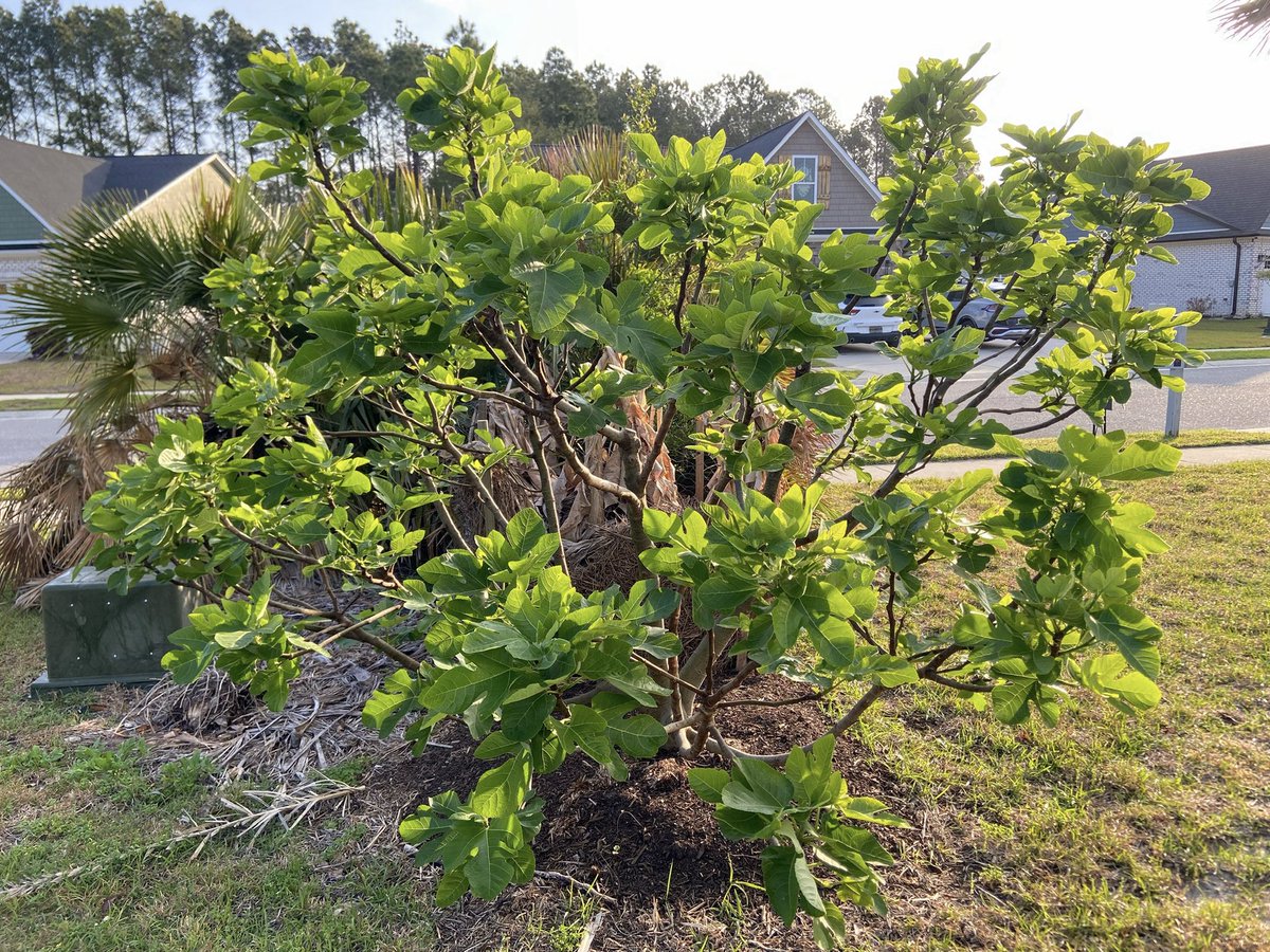 NCGardening's tweet photo. My Celeste fig tree isn’t wasting any time this year. It’s really taking off 🚀
———
#figs #figtrees https://t.co/YbqPoUQjFq