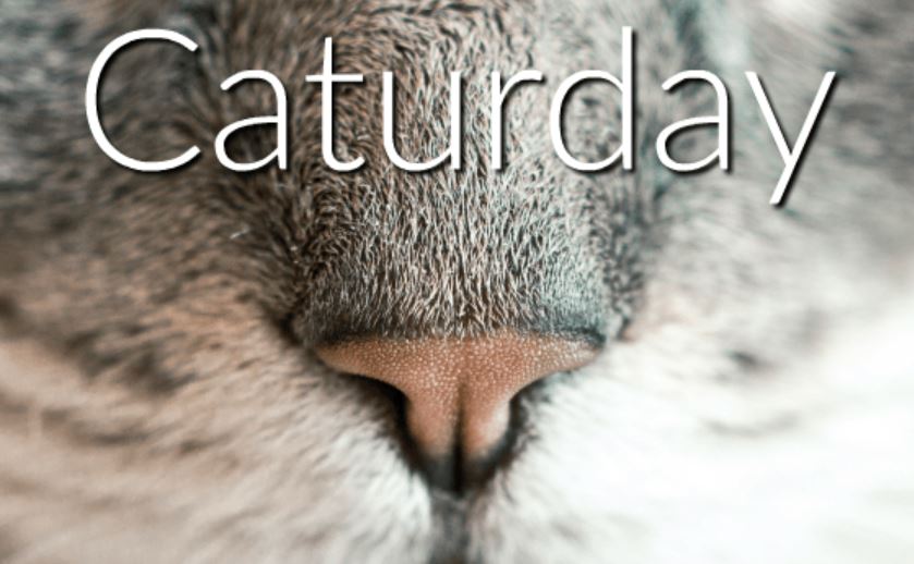 The Spirit of Lorenzo the Cat tweet media