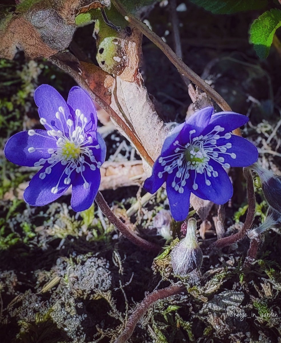 gardeninNorway's tweet image. Hepatica nobilis in our April garden😍
#SpringVibes #nature #NaturePhotography #gardening #gardens #Norway  #FlowersOnX #GardeningX  #NaturePhoto