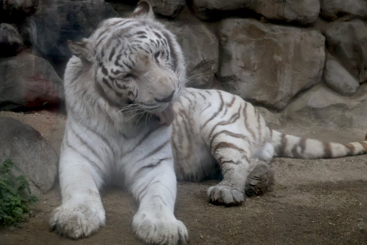 東武動物公園のホワイトタイガーのスカイくん

ちょっと眠そうでしたね☺️

#スカイ
#ホワイトタイガー
#東武動物公園

2026.3.28撮影