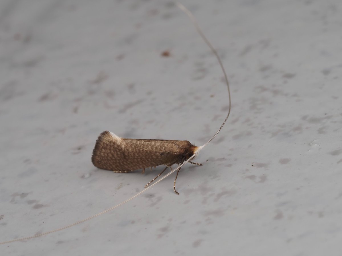 こちらも昨日の構内で見られたウスキヒゲナガ Nematopogon distinctus