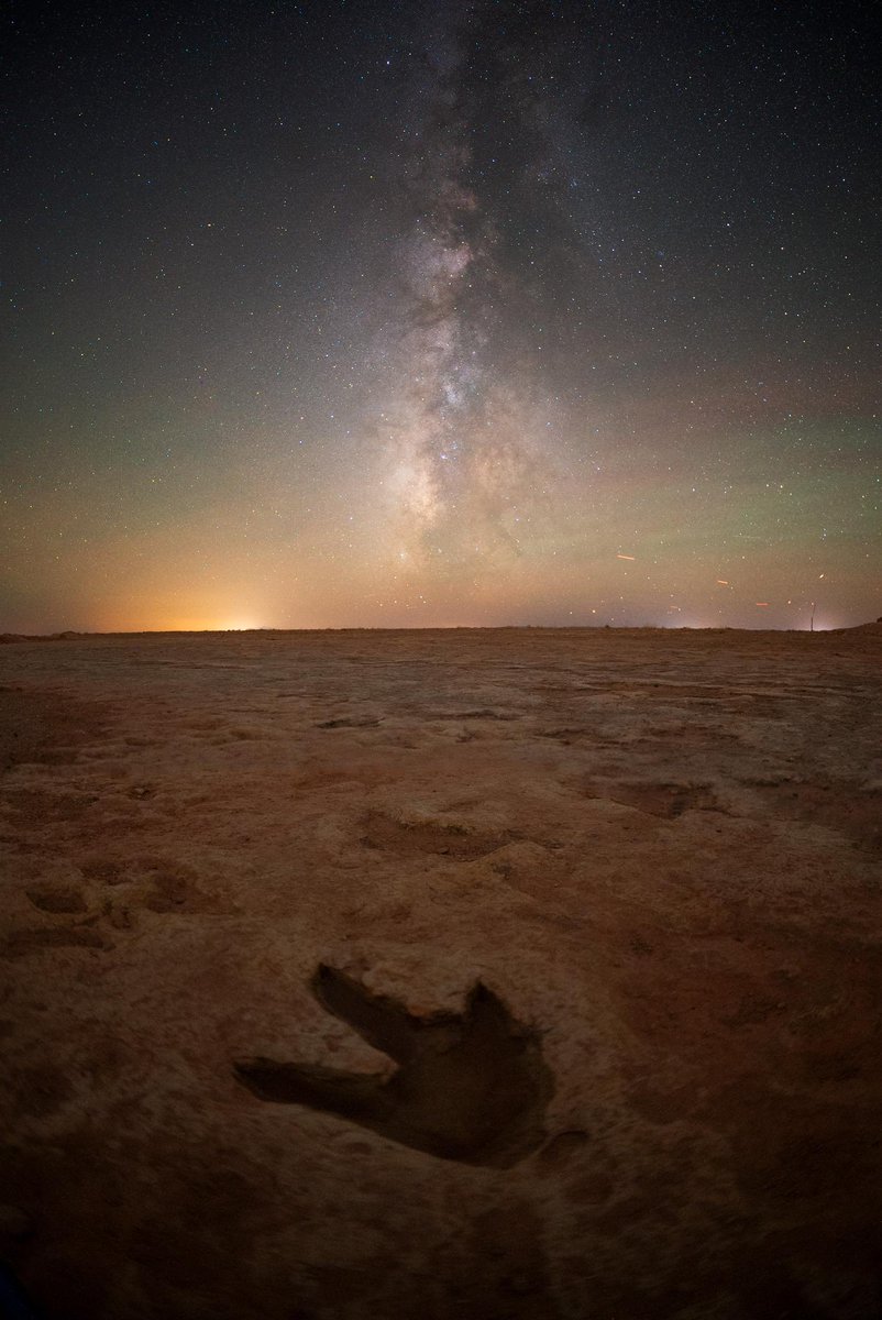 Taylor McCoy 🦖 tweet media