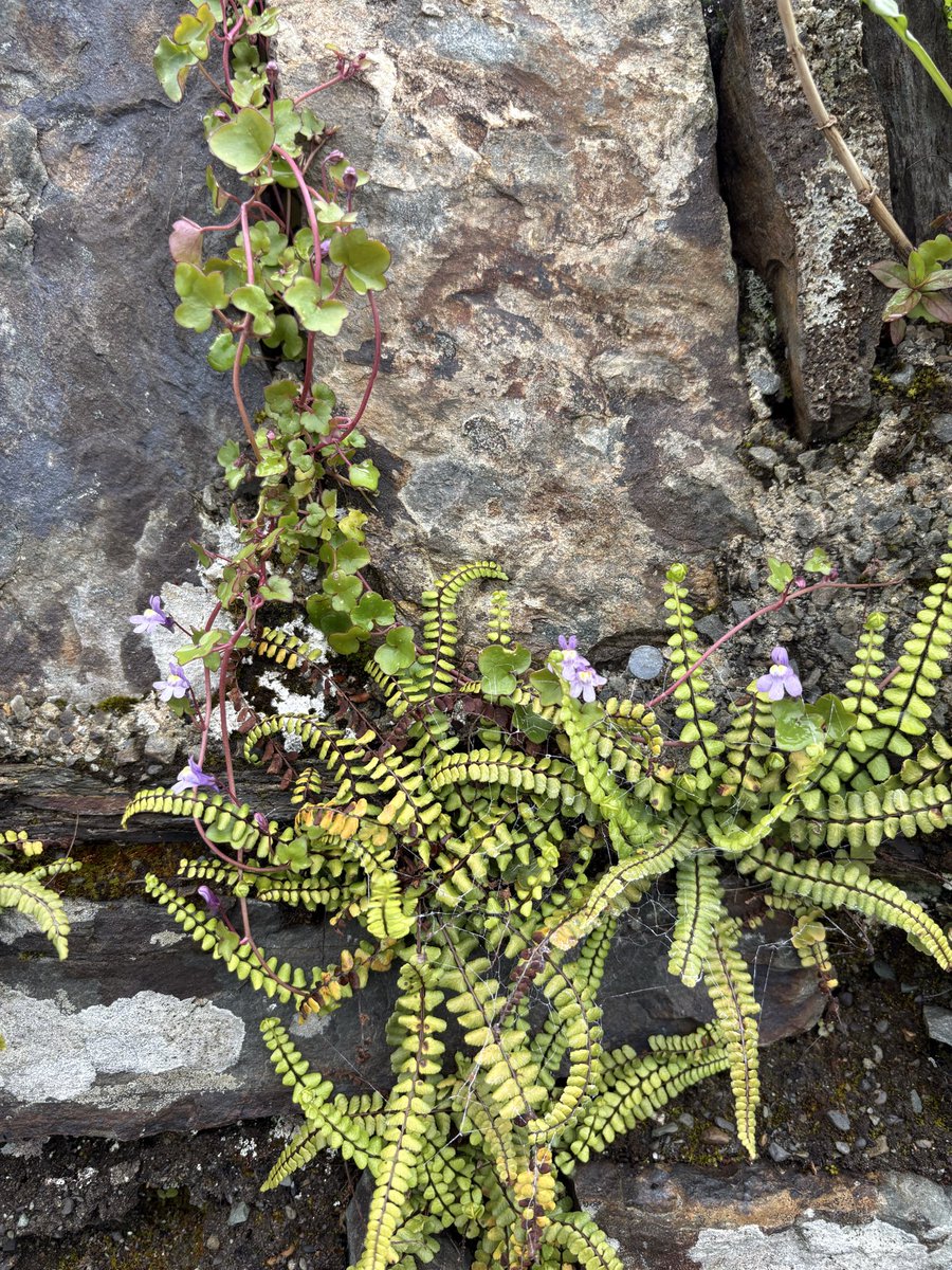 Avram Dorado tweet media