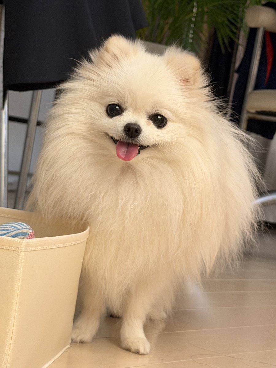 ポメラニアンのえま🐶🍼‎🤍 tweet media