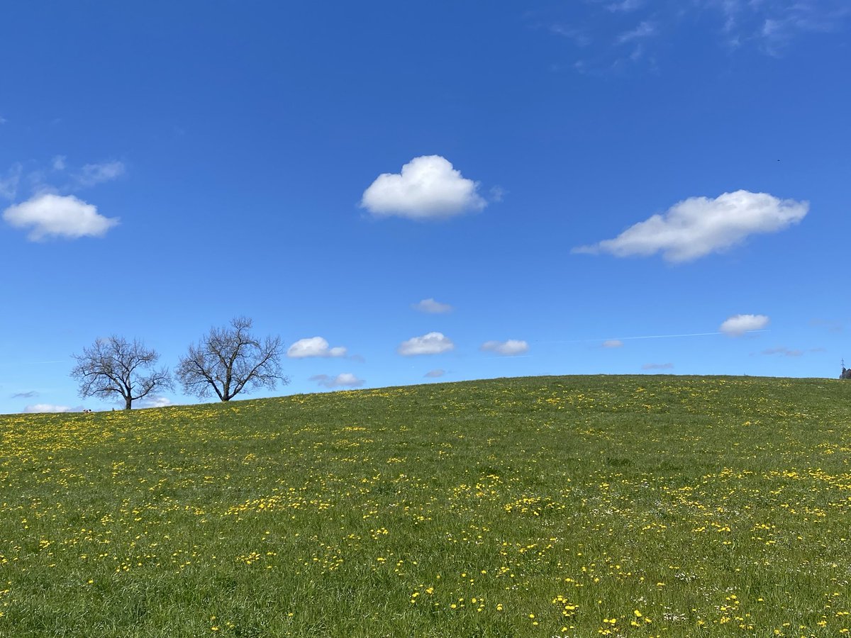 Dr. PJ 🐈 tweet media