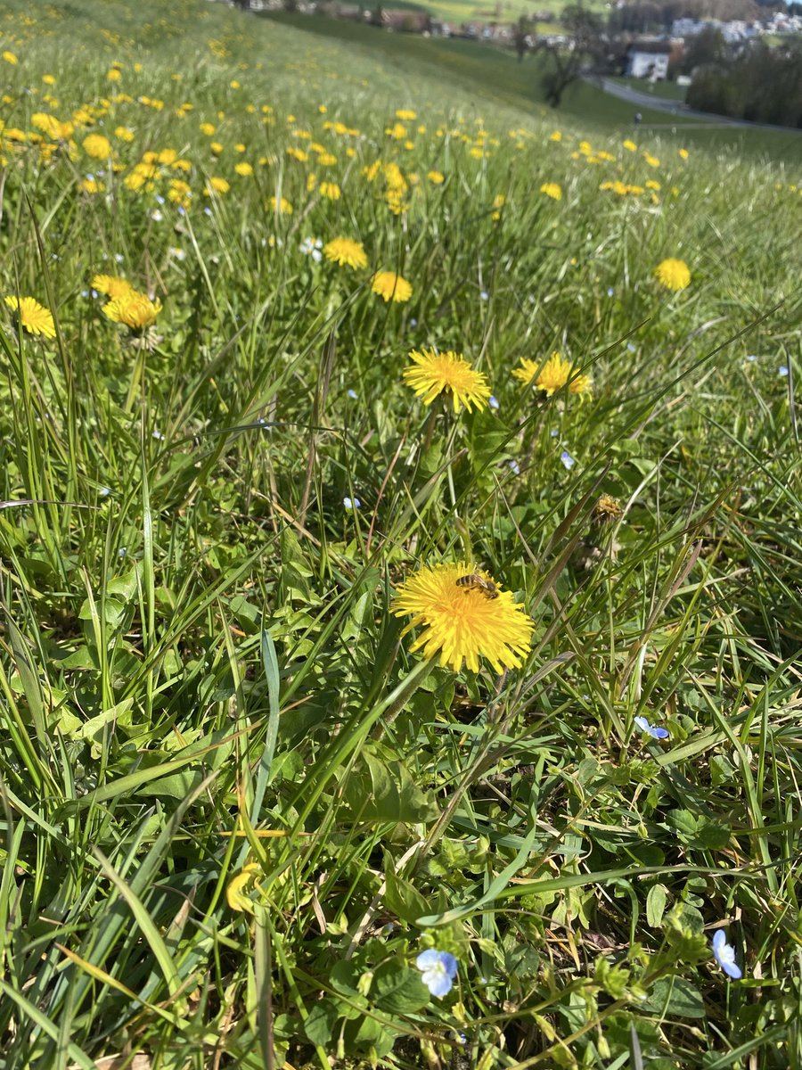 Dr. PJ 🐈 tweet media