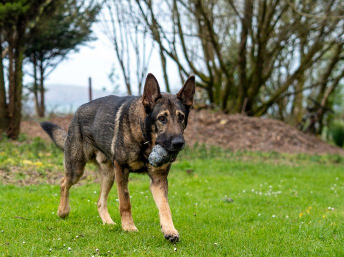 German Shepherd Rescue Elite ( GSRE ) tweet media