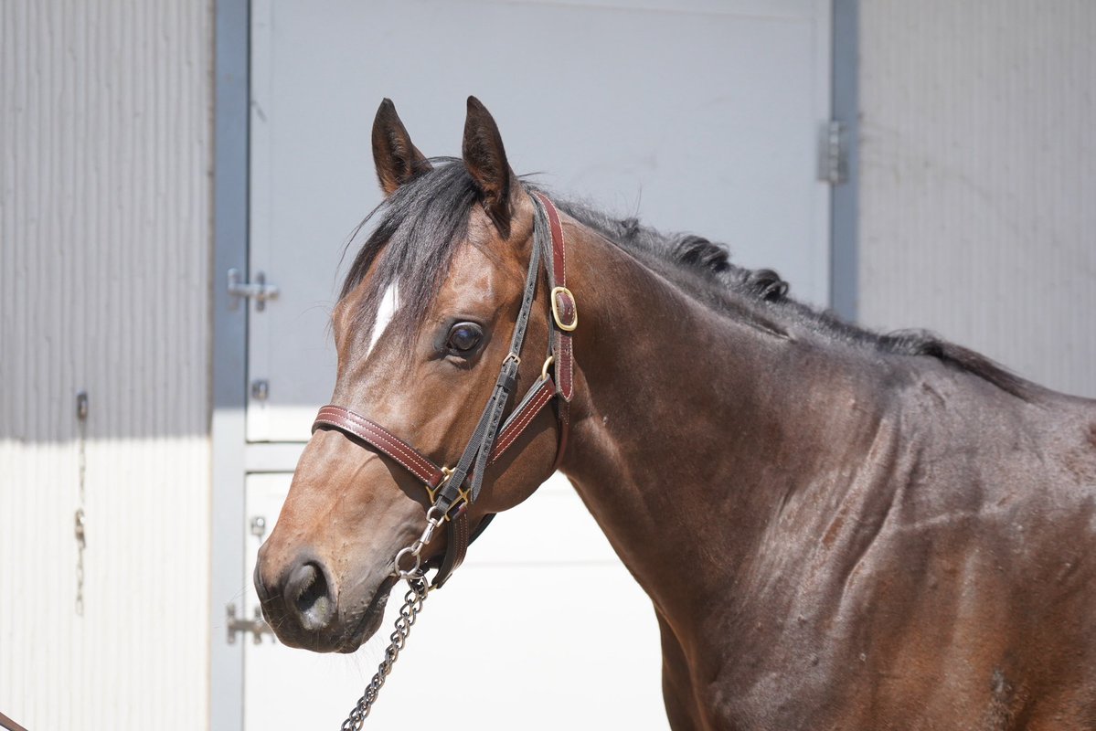 としまる tweet media