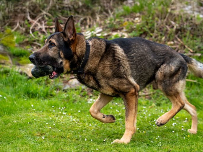 German Shepherd Rescue Elite ( GSRE ) tweet media