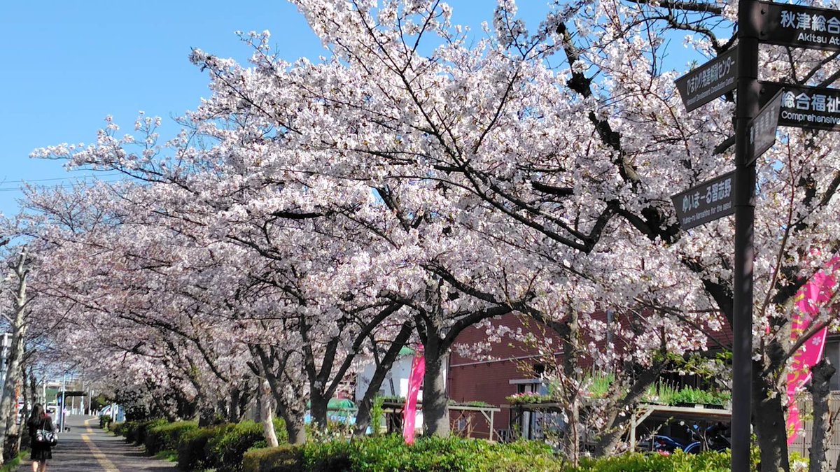efp_brass's tweet photo. ［告知］明日！
 2026.4.5（日）12：00- 
花の実園さくらまつり（屋外） 
総合福祉センター
習志野市秋津3-4-1
https://t.co/vbCkwkUSP8

出演決定！（雨降らない予報を信じる！）

屋台も出ていますので、
お花見🌸にいらして！ https://t.co/z2GAScoUre