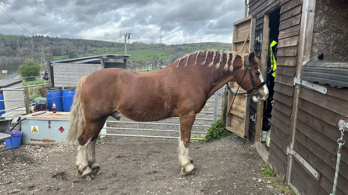 GingerEquestrian🧡🇬🇧 tweet media