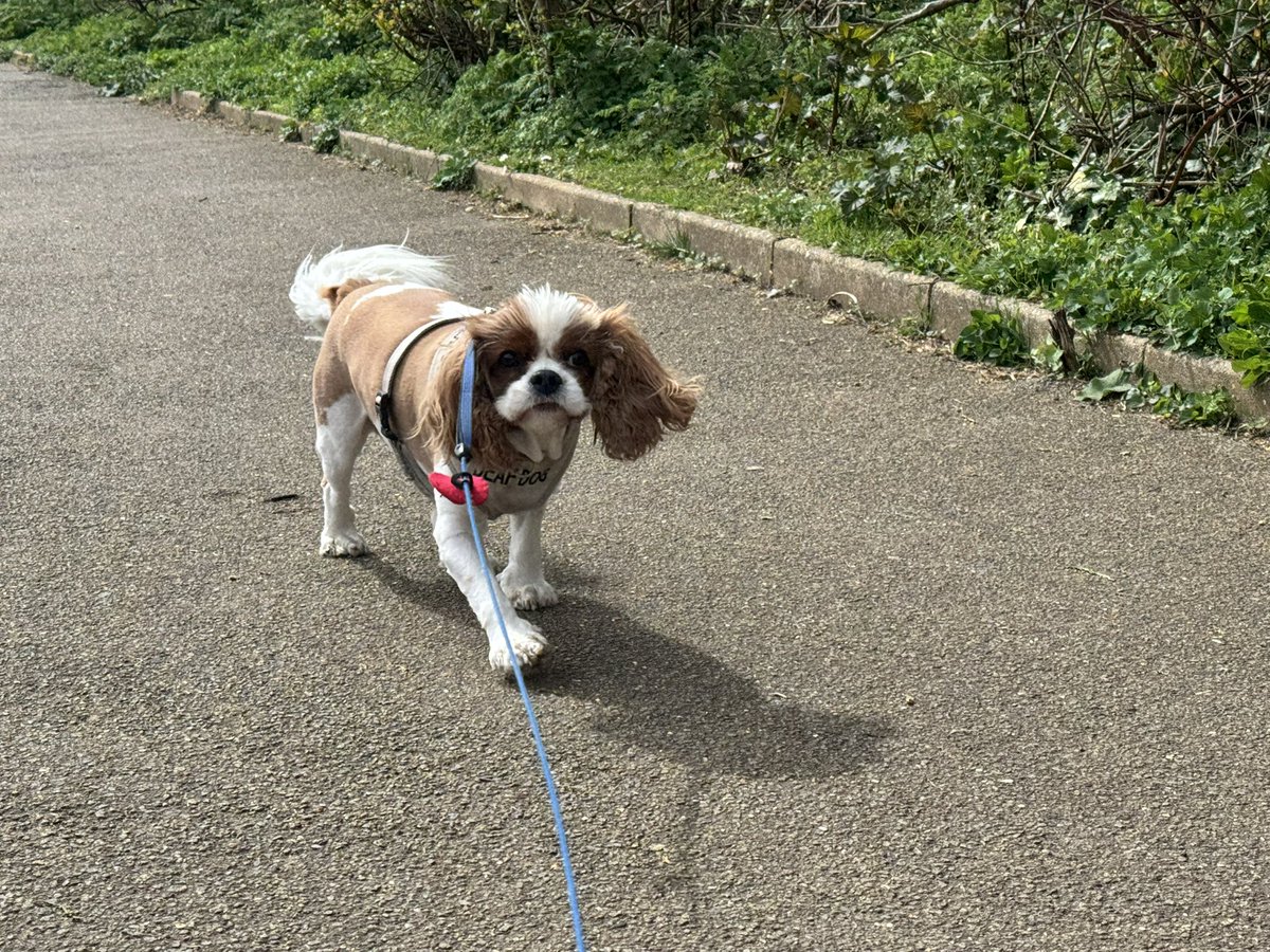 liz blackburn tweet media