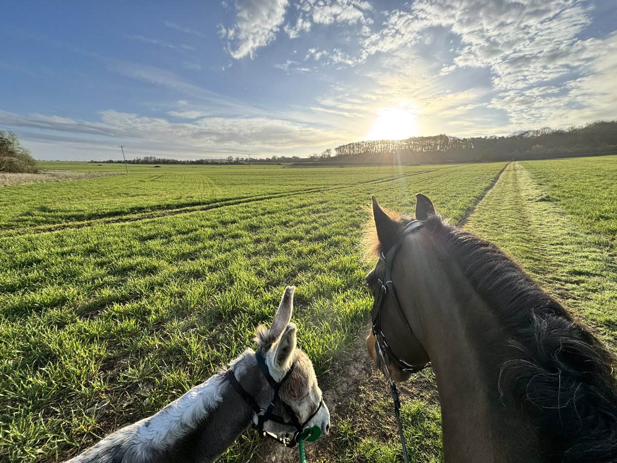 liz blackburn tweet media