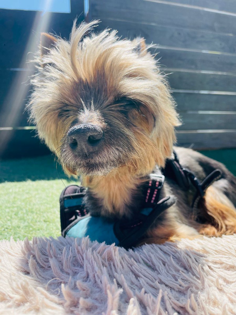 Yato Commissions:『OPEN』 tweet media