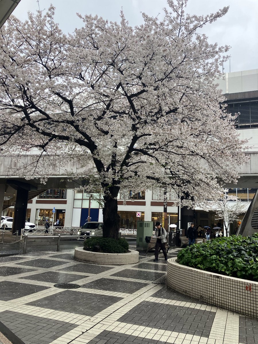 mrmrpotato's tweet photo. 今年の桜も見納めかな https://t.co/hPuUjXOmTd