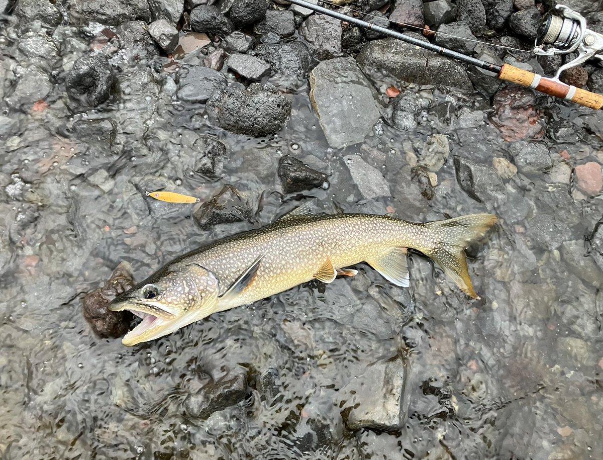 サイぞう tweet media