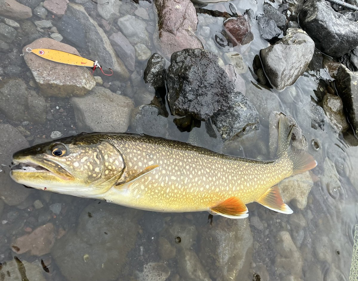 サイぞう tweet media