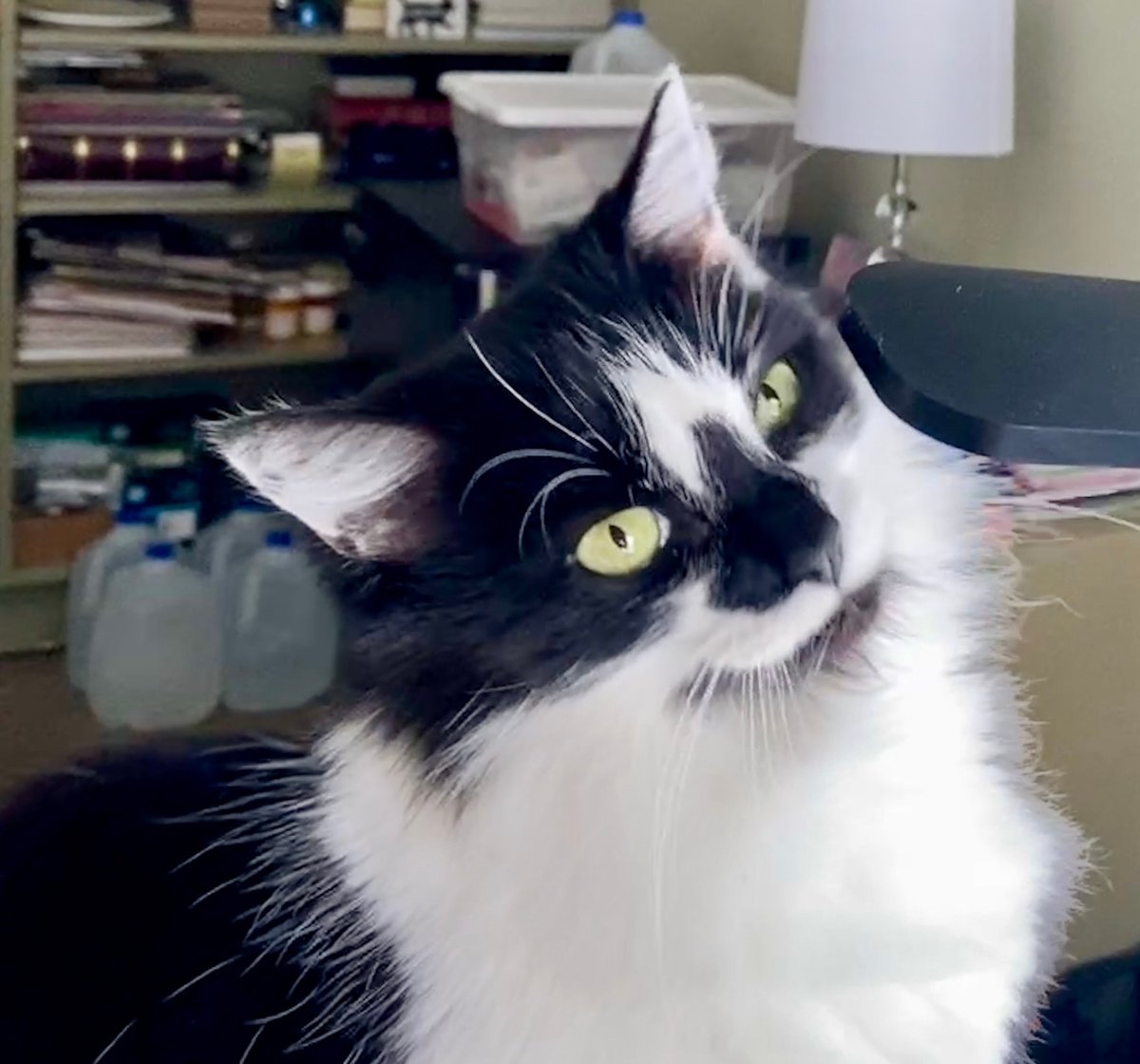 DorotheaCatMiddVT🐈 tweet media