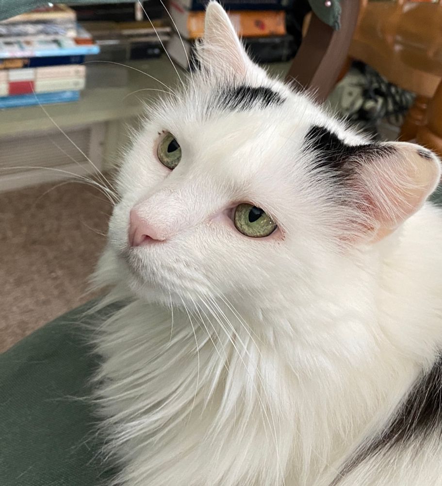 DorotheaCatMiddVT🐈 tweet media