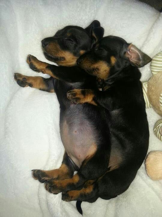 Salsichinhas tweet media