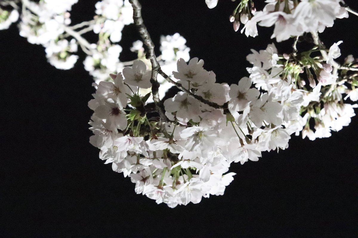 mga__fr's tweet photo. 天満橋の夜桜見に行けて嬉しかった〜🌸
夜の一眼難しいからもっと上手くなりたいし、被写体もやりたくなった☺️
春だしお花畑行きたい。
ポトレモデル募集しようかな(？) https://t.co/ru34azEp8b