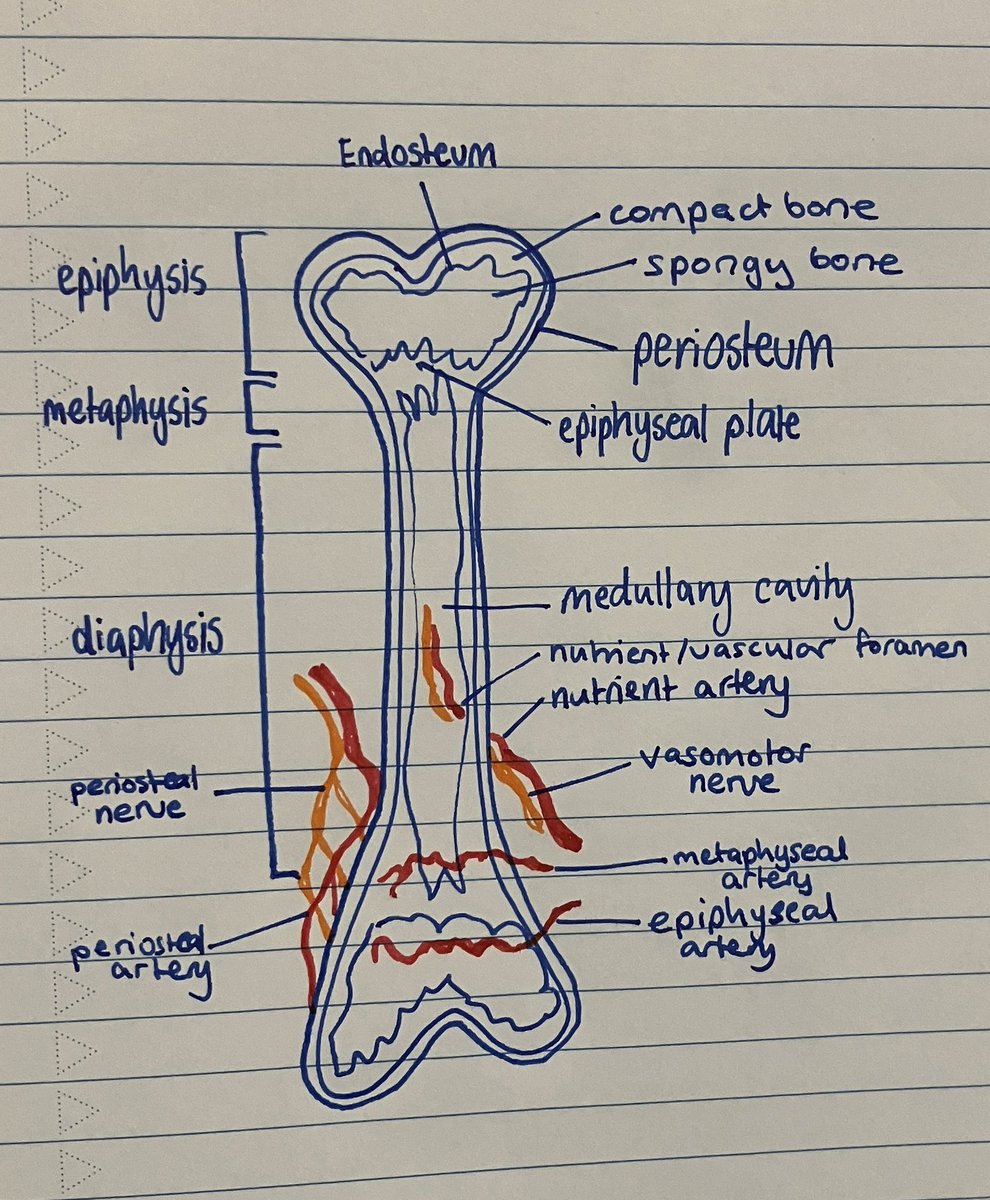 toby 🦈 || bob my beloved tweet media