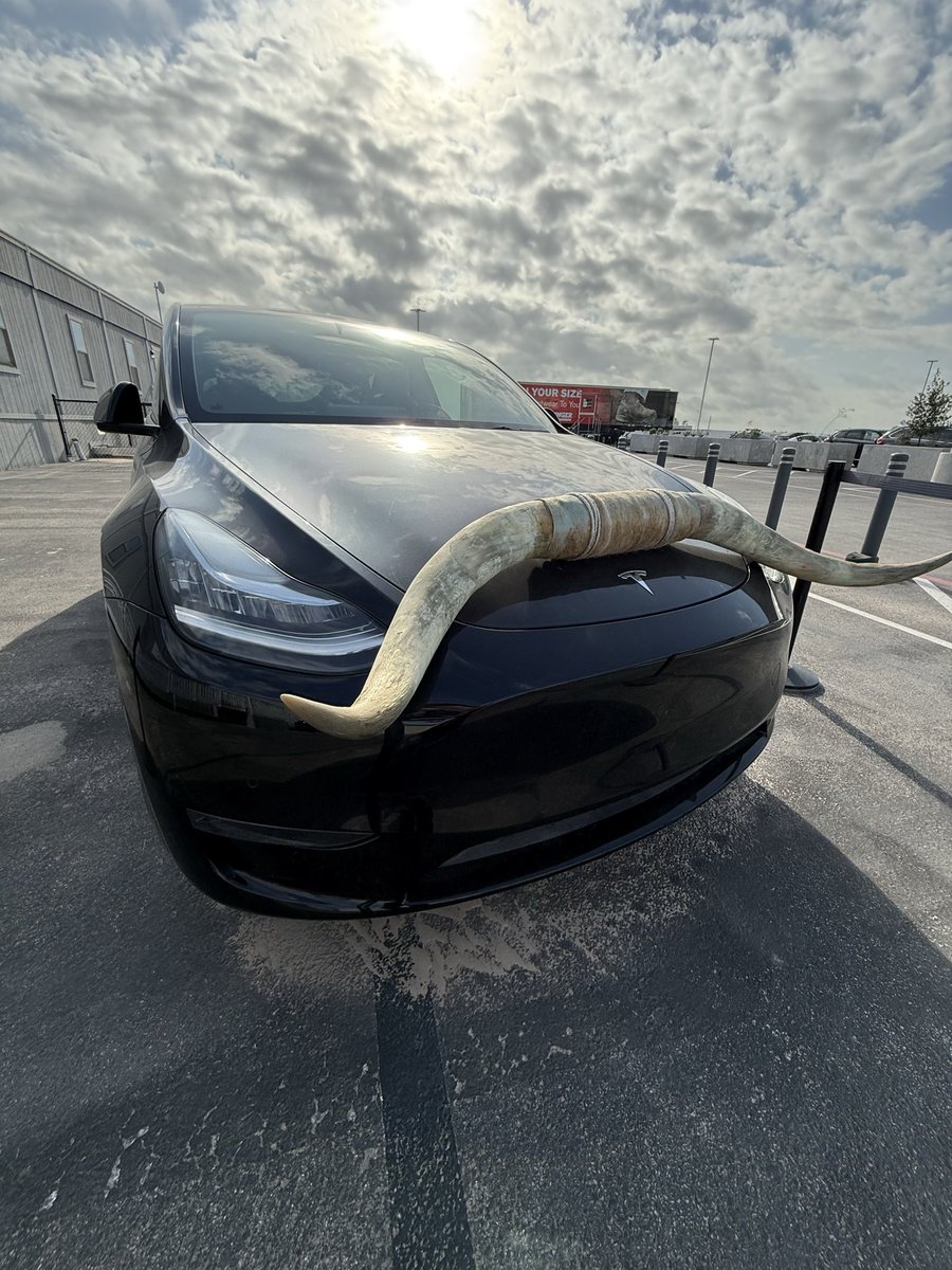 TheCandyManATX's tweet image. Yeehaaa 🤠⚡️
From Gigafactory vibes… to full Texas mode. #atx #texas #tesla #cowboy #longhorn