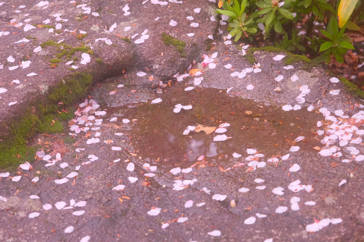 식물아래🌿이젤 tweet media