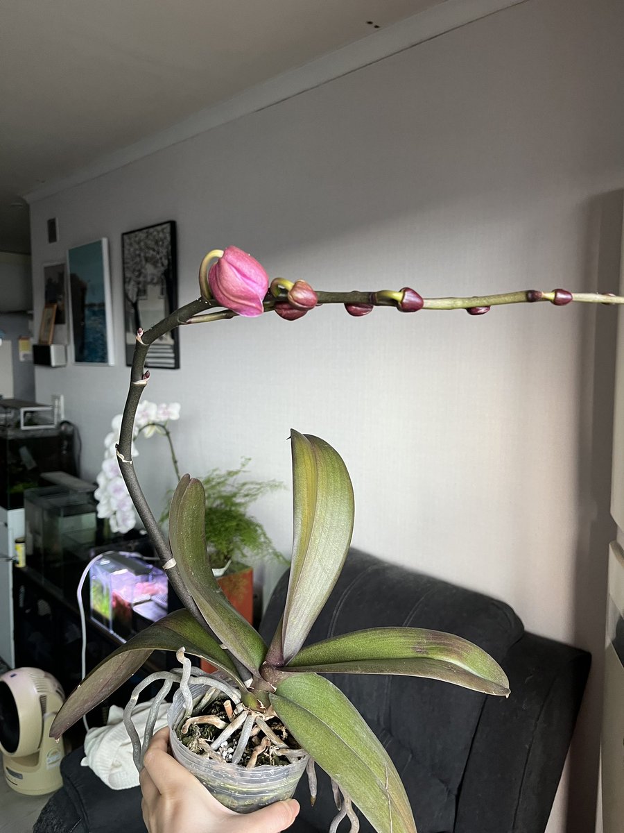 고사리집사 tweet media