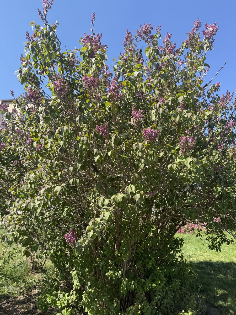 Файна Дівка tweet media