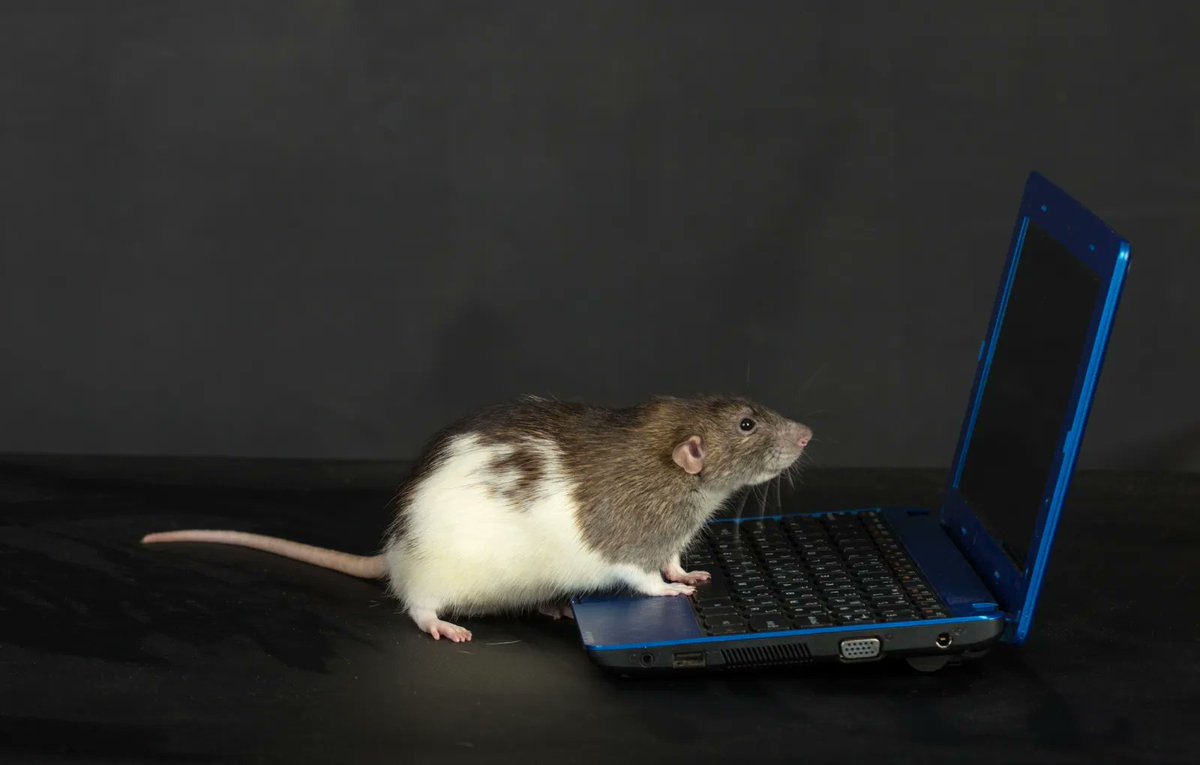 VoidFull tweet media