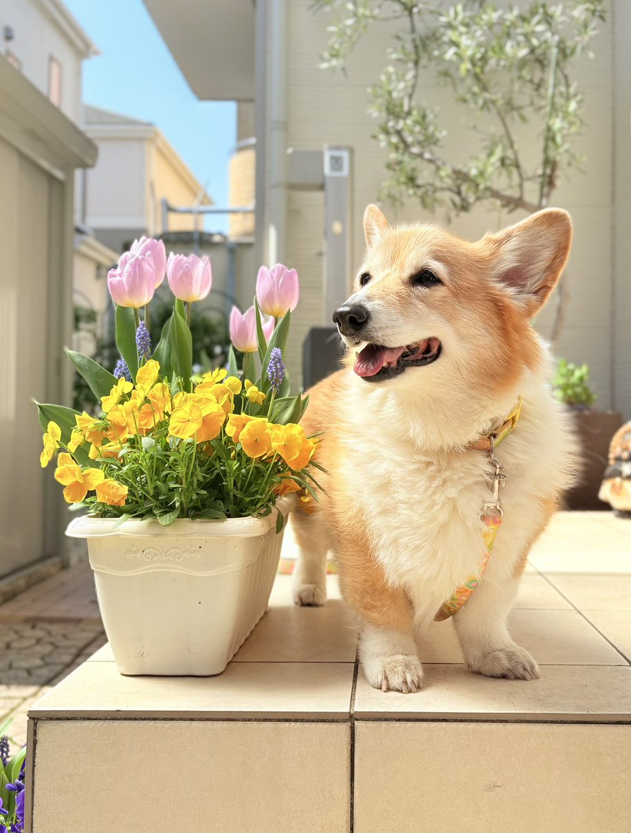 しお(ベル🐶) tweet media