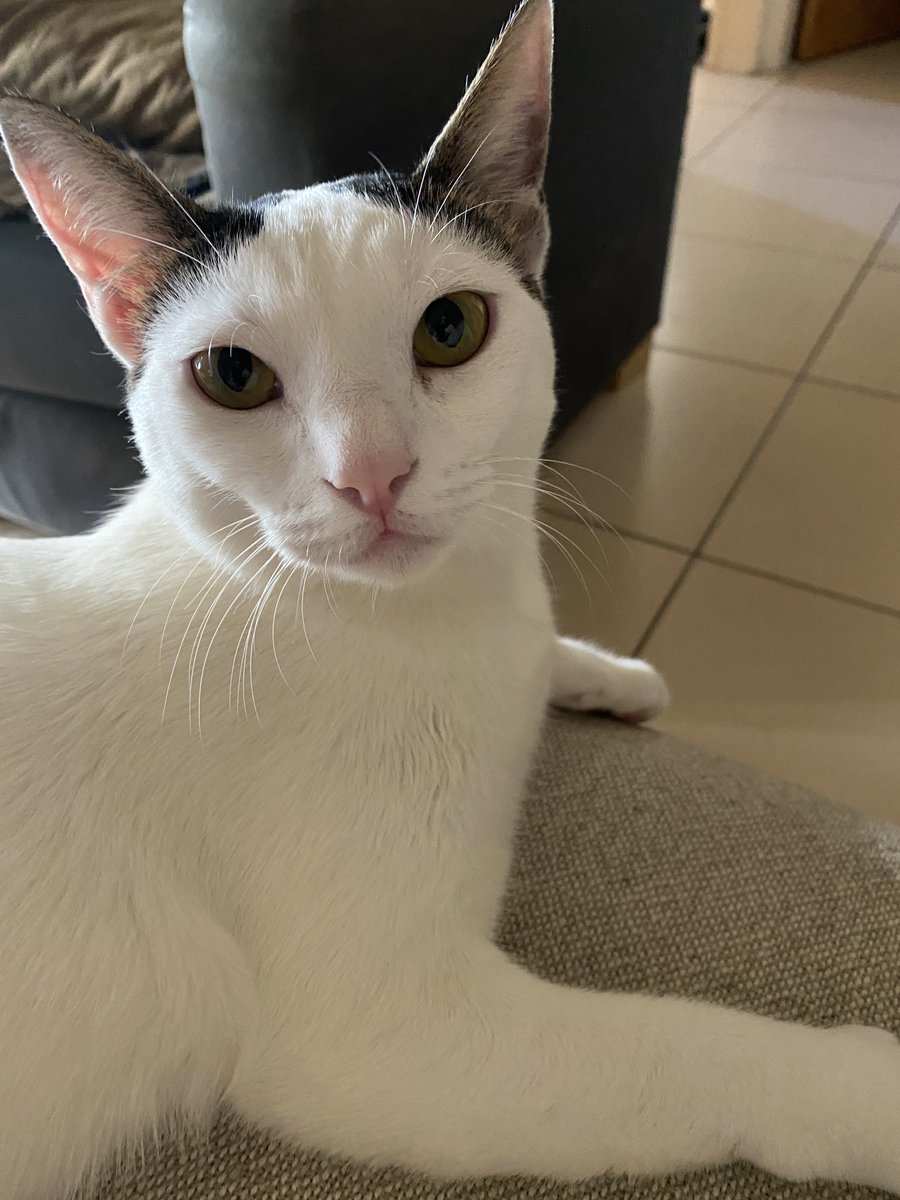 Sotiris Ntasios tweet media