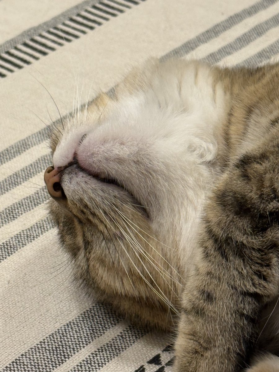 じゅんぬ🎣🐟 tweet media